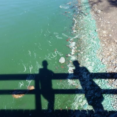 Skuggan av två personer på en brygga faller över en strand och vatten som är helt grönt av blågröna alger.