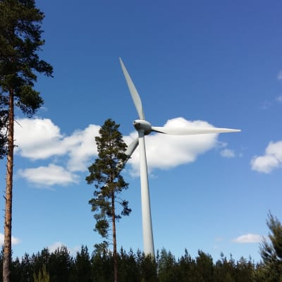 Vindkraftverk i en tallskog.
