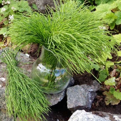 En vas med åkerfräken på en sten i en blomrabatt.