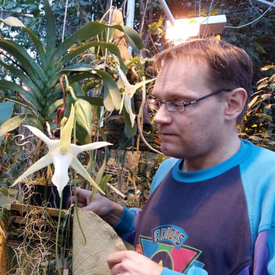 Överträdgårdsmästare Simo Laine med blommande madagaskarstjärna i Botaniska trädgården i Åbo.