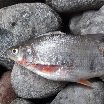 En silvrig fisk av arten vimma ligger på land på några stenar.