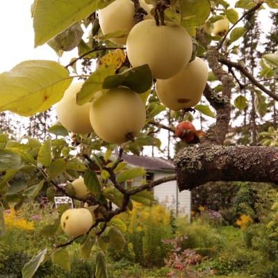 Äpplen i Kuppis koloniträdgård.