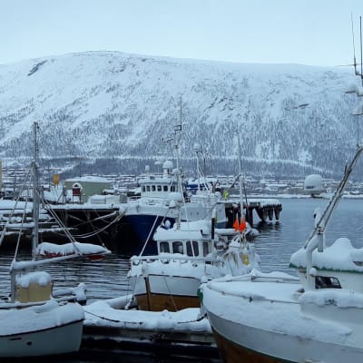 snöklädda fisskebåtar i vintrig vik, högt fjäll i bakgrunden