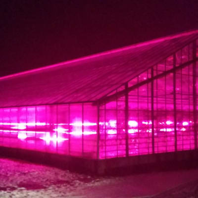 Växthus i Närpes lyses upp av LED-lampor.