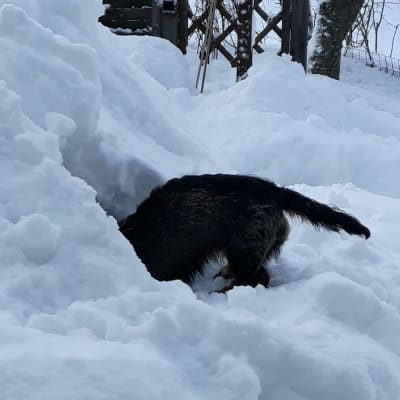 Koira kaivaa kuoppaa paksuun lumikasaan.