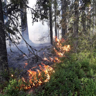 Metsähallituksen luontopalvelut polttaa metsää Suomussalmella. Metsä, palo.