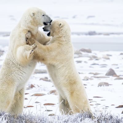 Två isbjörnar står på bakfötterna och slåss.
