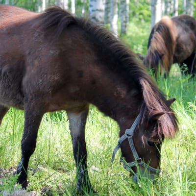 Poni