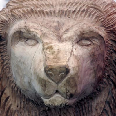 Aslan -leijona, Narnia-sarjan hahmo, veistetty tammesta, kuvattu Walt Disney World' ssä.