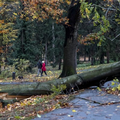 Ett omkullblåst träd i en park i Prag.