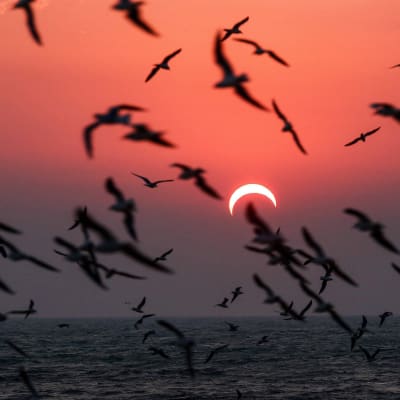 Måsar fångade på bild vid en strand i Kuwait den 26 december 2019.