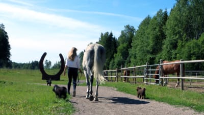 En kvinna leder sin häst längs en sandväg. Man ser dem bakifrån gå ut ur bilden. Två hundar springer brevid dem.