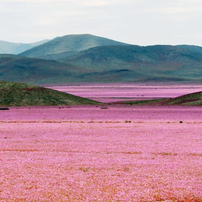 Blomsterprakt i Atacamaöknen efter häftiga regn år 2015