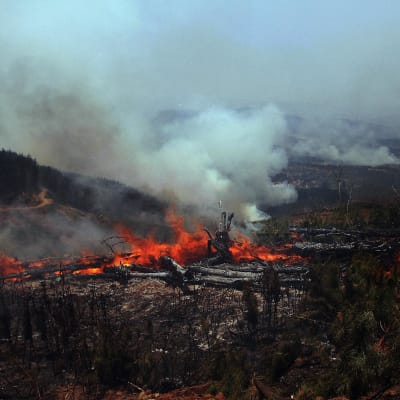 Elden har förstört stora områden bland annat i Cauquenes.