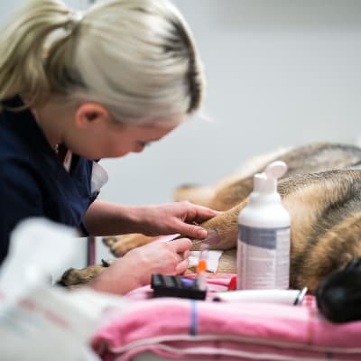 Blodprov på hund
