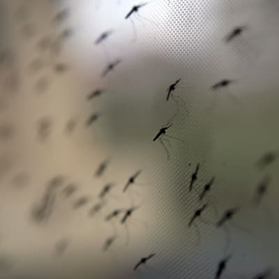 Malariamyggor på myggnät