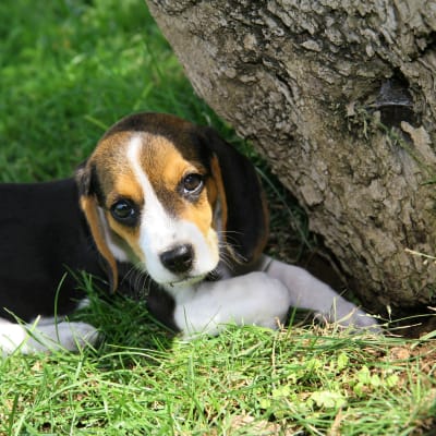 En liten beaglevalp gömmer sig under en trädstam och tittar mot kameran.