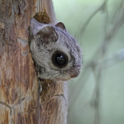 Liito-orava kurkkaamassa pesäkolostaan.