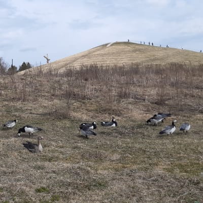 En flock med änder på torr gräsmark.