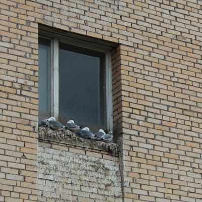 Måsarna har tagit över ett av ödehusen i Pyramiden på Svalbard.