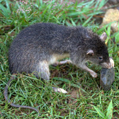 Rattus detentus, råttan som Valter Weijola upptäckte.
