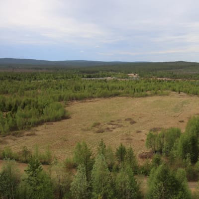 Kuvassa havupuita ja hietamaata sekä joki, jotka sijaitsevat alueella, johon suunnitellaan Hannukaisen kaivosta Kolarissa.