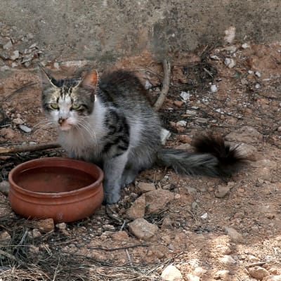 En katt med brännskador försöker dricka vatten utanför ett brandskadat hus i Rafina.