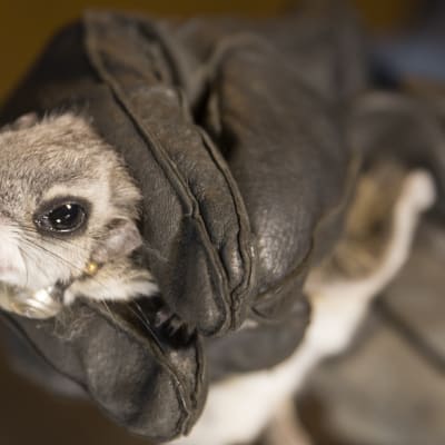 Liito-orava luontokartoittajan kädessä.
