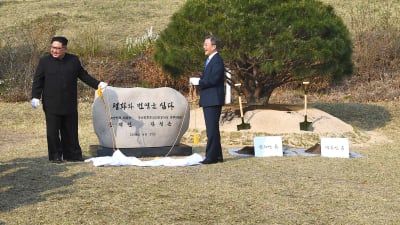 Nord- och Sydkoreas ledare planterar ett träd vid gränsen mellan länderna.