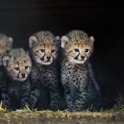 Fyra av de sex gepardungar som föddes på zoo i Nederländerna.