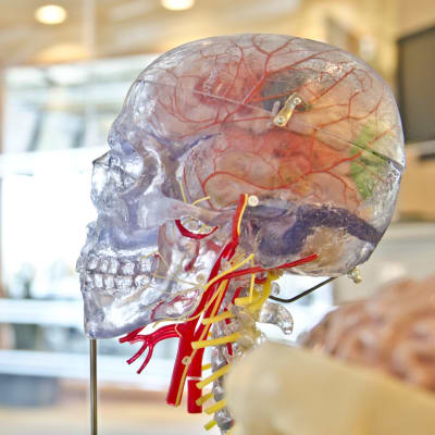 En plastmodell av ett mänskligt huvud.
