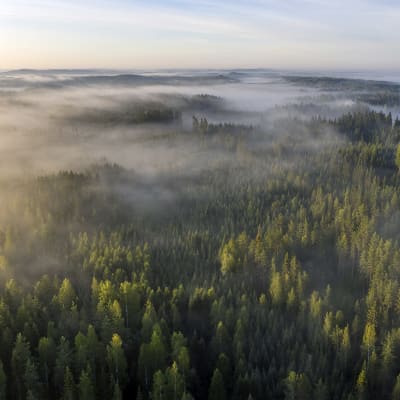Suomalaista metsää ilmakuvassa Joensuu Heinävaarassa.