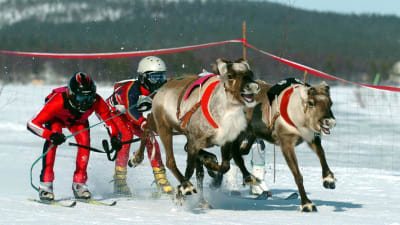 Tävling i Enare i Lappland i april 2005