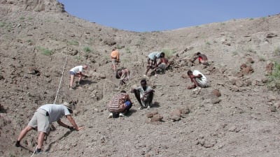 Arkivbild på arkeologer som undersöker stället där fossilen efter "Lucy" hittades.