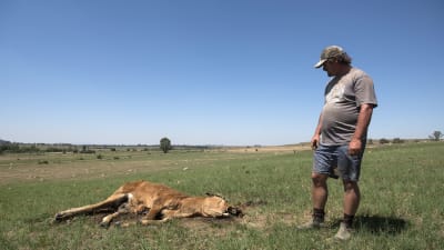 Den sydafrikanska jordbrukaren Chrisjan Putter har förlorat åtta kor under de tre senaste månaderna på grund av torkan