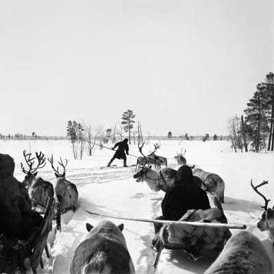Främre delen av vår karavan sätter sig i rörelse. Främst Jägo, som på skidor banar väg i den djupa snön. Turuhansk-Taz-Vach 1913. Foto: Kai Donner, Museiverket.