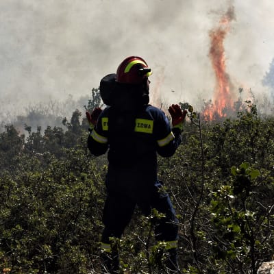 Kreikkalainen palomies katsoo palavassa pensaikossa eteneviä liekkejä.