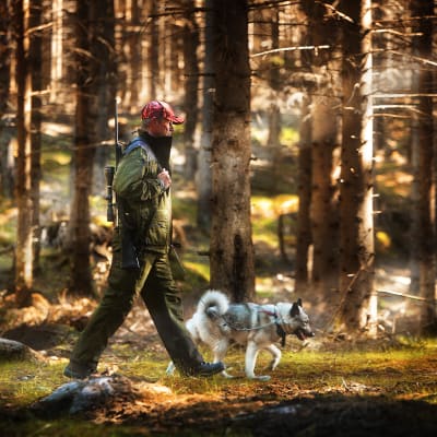 En man i gröna kläder och röd mössa och vapen på ryggen går raskt med sin hund (i koppel) i en solig granskog.
