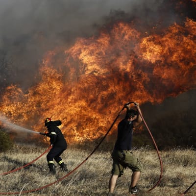 Brandmän försöker med hjälp av frivilliga släcka markbränder i närheten av Aten den 31 juli 2017. Europa har under juli och augusti 2017 upplevt ovanligt höga temperaturer.