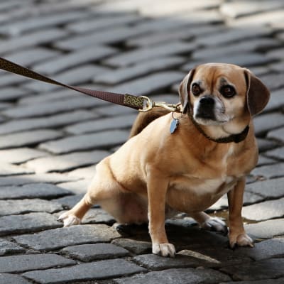 En hund i koppel sitter på en gata.