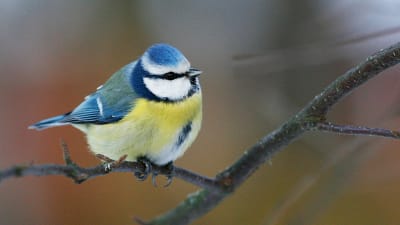 Blåmes