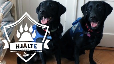 Två diabeteshundar sitter på golvet i en lägenhet. De är stora och svarta labradorer, och har på sig blå västar. På vänstra sidan i förgrunden loggan för Yle Huvudstadsregionens artikelserie Hjältedjur.