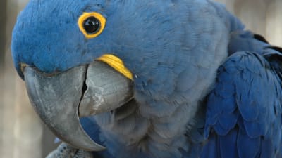 En blå papegoja tittar in i kameran.