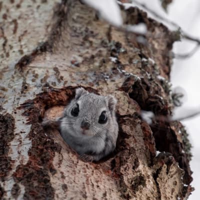 Liito-orava kurkistaa puun kolosta.