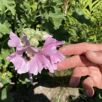 Miehen käsi pitelee puutarhassa malvan kukka, jossa on kimalainen.