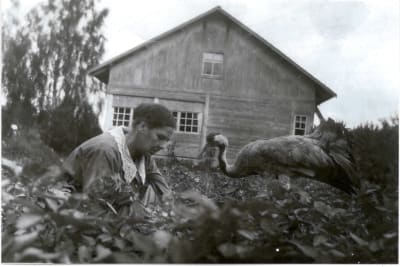 Svartvit bild: kvinna rensar i grönsaksland i sällskap av en uppstoppad trana.