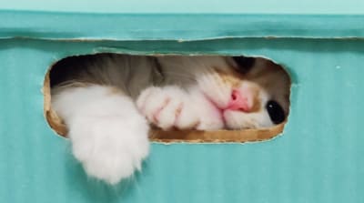 Kissanpentu kurkistaa laatikon raosta ja käpäläkin näkyy.