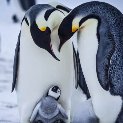 Keisaripingviinien poikaset varttuvat talvella maailman kylmimmässä ympäristössä.
