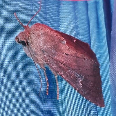 Nova 4 år, hade denna fjäril på besök i sitt tält, vad heter den?