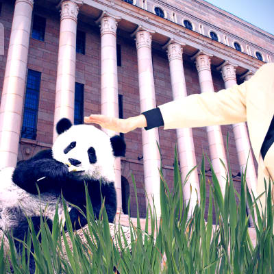 Tarja Halonen med en panda i serien "Djur med Tarja"